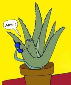 Aloès et médecine traditionnelle chinoise